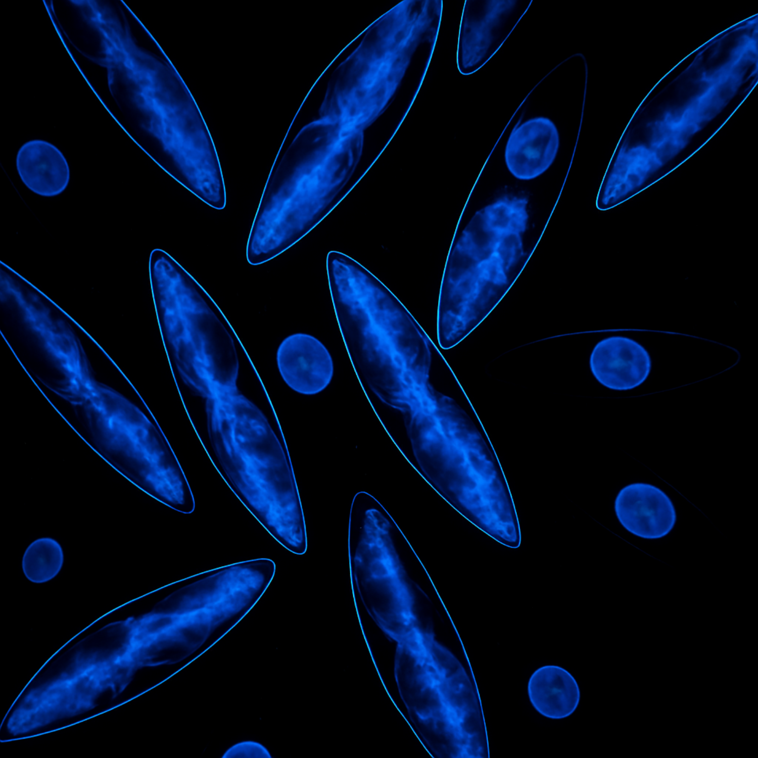 Hier siehst du eine Mikroskop-Aufnahme von ganz natürlicher Biolumineszenz. Dinoflagelaten - also Leuchtalgen namens Pyrocystis lunula sind in der Lage, mittels Licht und Nahrung ein nächtliches Leuchten zu erstellen.