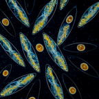 Hier siehst du eine Mikroskop-Aufnahme von Dinoflagelaten bei Tag - also Leuchtalgen namens Pyrocystis lunula. Tagsüber erscheinen sie braun-gelb, manchmal auch leicht rost- oder rosafarben. Sie sind in der Lage durch natürliche chemische Reaktionen ein nächtliches Leuchten herzustellen.
