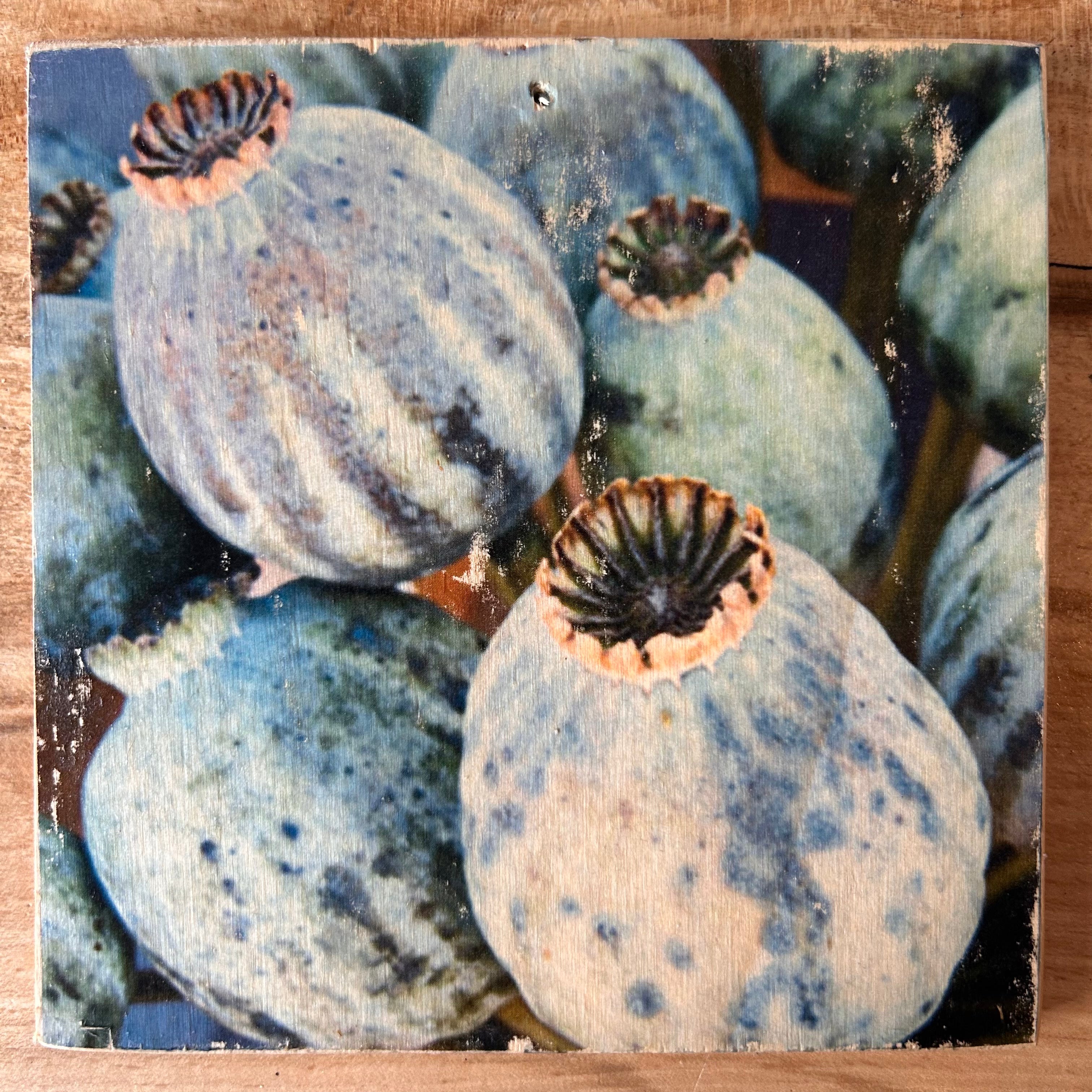 Ein Bild von Mohnkapseln auf Holz gezogen. Die Mohnkapseln haben wunderschöne Farben - blau, violett und grün. Format 15x15cm. Handgefertigter Fotodruck auf Holz 