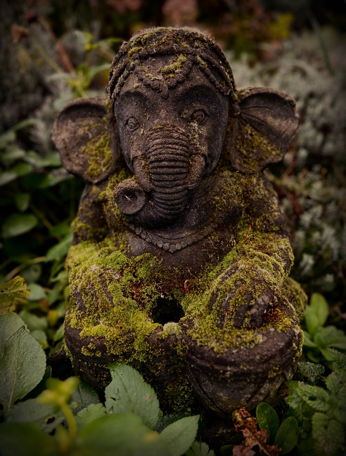 Eine Ganesha Skulptur (Elefant aus Stein), der mit Moos bewachsen ist. Die Figur steht in unserem Garten. 
