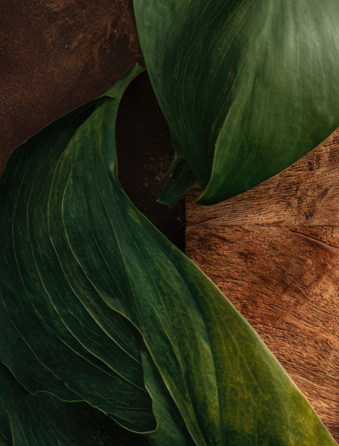 Holzbretter im Hintergrund mit zwei großen grünen Blättern im Vordergrund. Bild von Canva. 