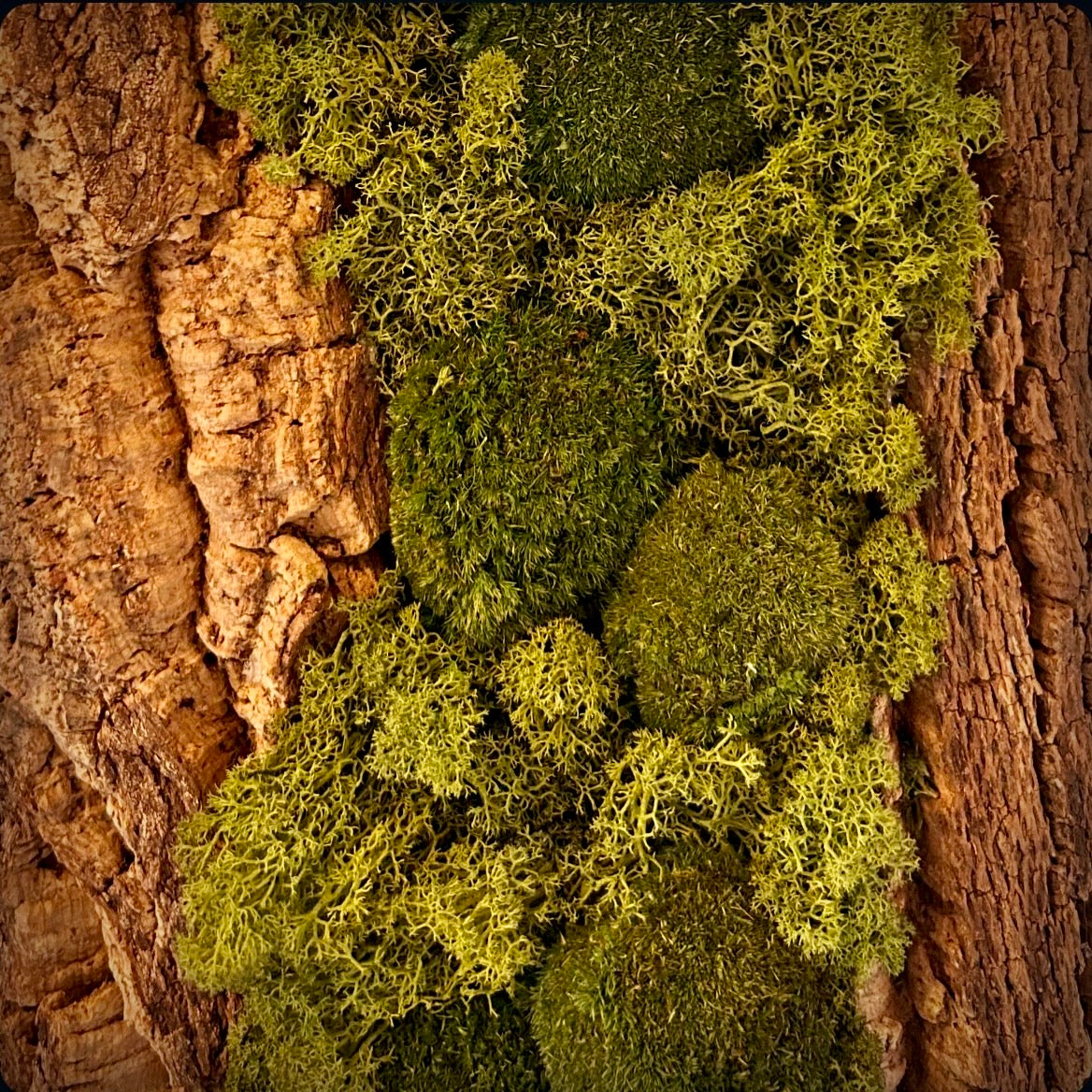 Moosbild-Ausschnitt: Hier sieht du den Teil einer großen Baumrinde und Kugelmoos sowie Rentiermoos in der Mitte arrangiert. 