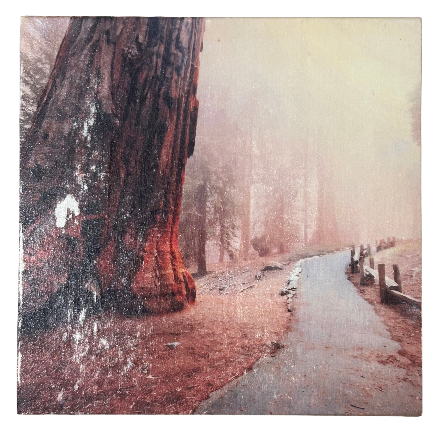 Holzbild "Mammutbäume" - 15x15cm | Handgemachter Foto-Transfer auf Holz