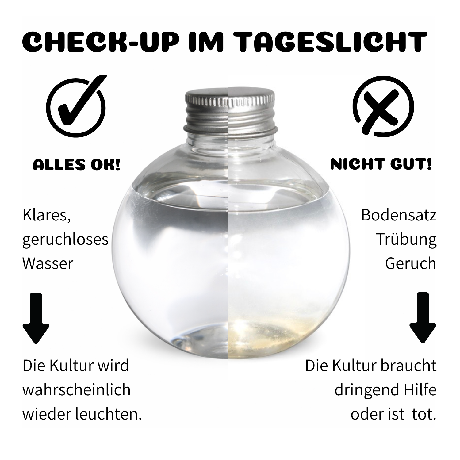 Check-Up von Meeresleuchten in der Flasche: Leben meine Dinoflagellaten noch? Hier kann man es anhand eines Bildes und einer Beschreibung abgleichen. 